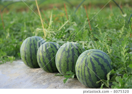 Watermelon field 8075320