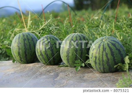 西瓜領域 8075321