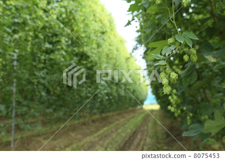 Hop farm Hop farm 8075453