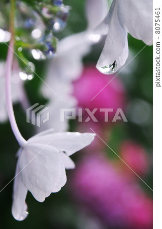 繡球 繡球 8075461