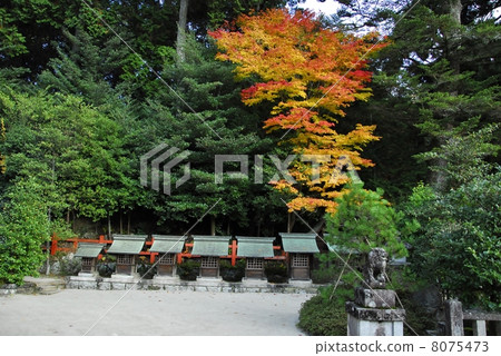 京都第八大神社的秋葉 8075473