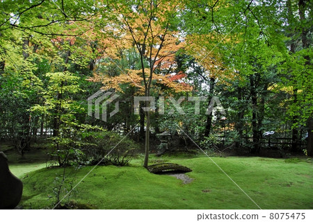 京都野宮神社的秋葉 8075475