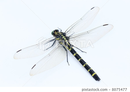 Dragonfly  8075477