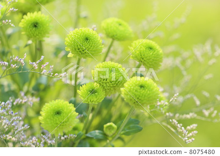 Spray chrysanthemum Spray chrysanthemum 8075480