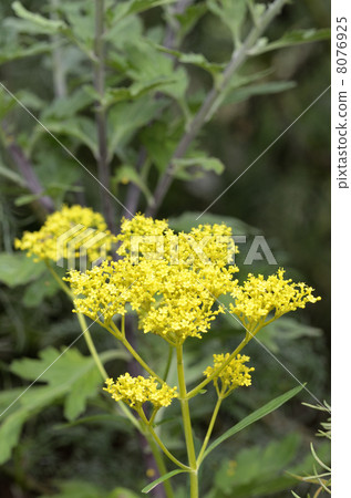 Ominae (maro flower) 8076925