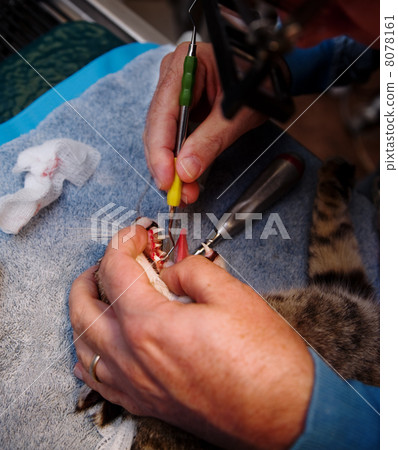Veterinary Dentistry Veterinary Dentistry 8078161