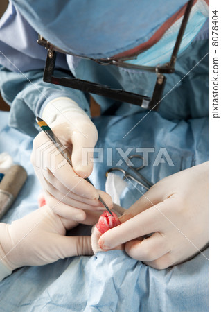 Veterinarian doing knee surgery on small dog 8078404