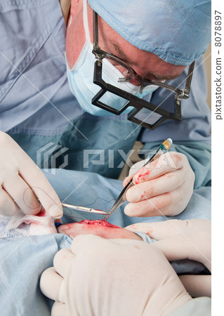 Veterinarian closing incision after knee operation Veterinarian closing incision after knee operation 8078897