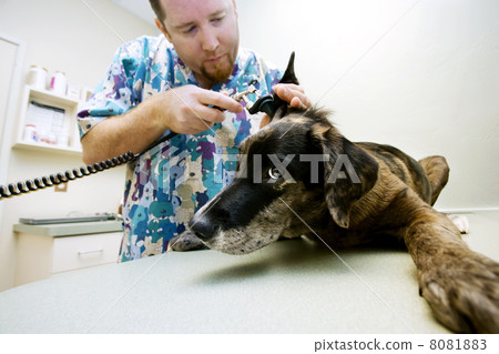 Veterinary Checkup 8081883