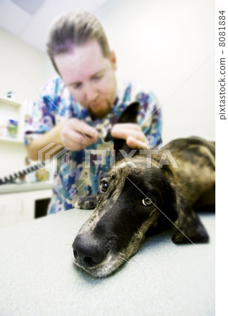 Veterinary Checkup 8081884