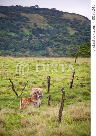 Costa Rican cows 8085243