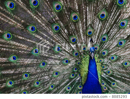 Peacock 8085293