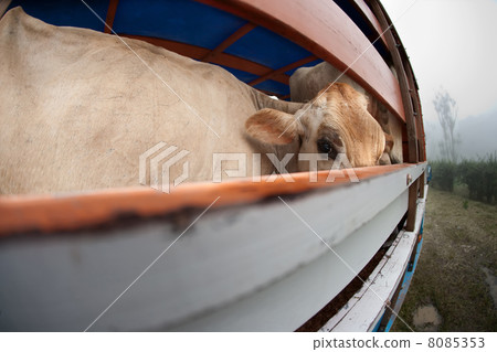 Cow on panel truck 8085353