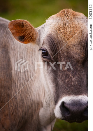 Costa Rican cow 8085383