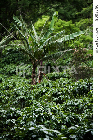 Coffee plants on plantation in Costa Rica 8085386