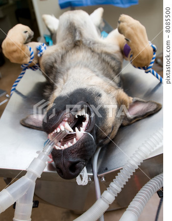 Dog under anesthesia Dog under anesthesia 8085500
