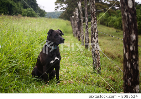 Watchful dog 8085524