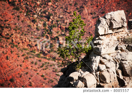 Pine tree in the Grand Canyon Pine tree in the Grand Canyon 8085557