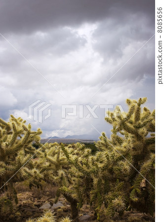Cactus on a Stormy Day Cactus on a Stormy Day 8085656
