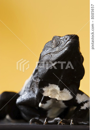 Spiny Tailed Iguana Spiny Tailed Iguana 8085657