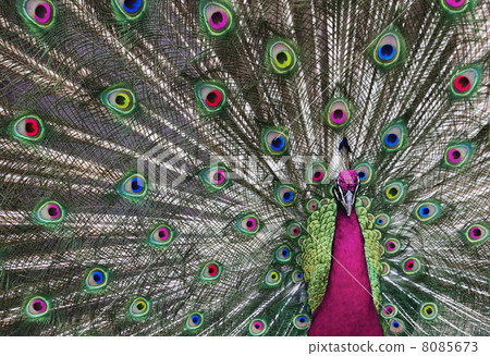 Psychedelic Peacock 1 Psychedelic Peacock 1 8085673