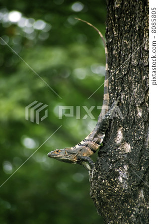 Iguana on a tree 8085805