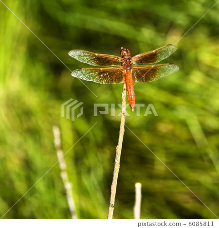 Dragonfly Dragonfly 8085811