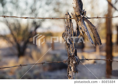 Barbed Wire and Wood 8085884