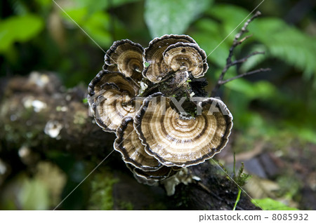 Jungle Fungus 8085932