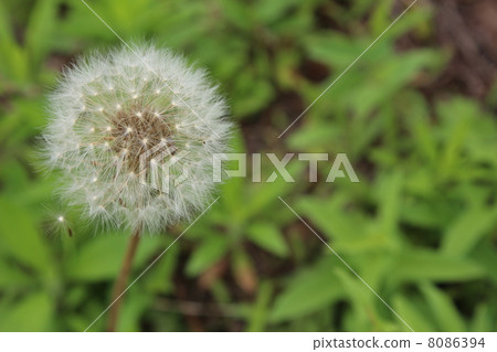 蒲公英的絨毛 8086394
