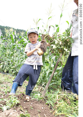 Grandpa and potato digging 8086590