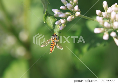 鯊魚的污穢 8086682