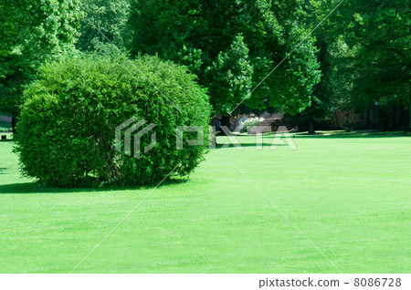 summer park with beautiful green lawns summer park with beautiful green lawns 8086728