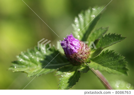 Buds and raindrops of Murasaki Rushan 8086763