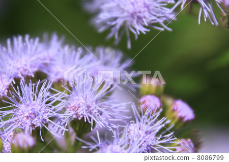 Agereatum Flower Agereatum Flower 8086799