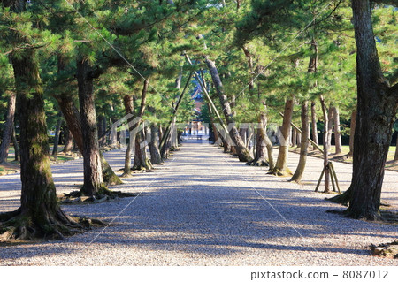 Izumo Taisha pine's approach 8087012