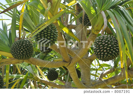 Fruit of Adan 8087191