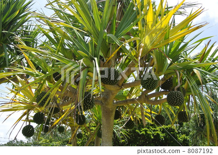 Fruit of Adan 8087192