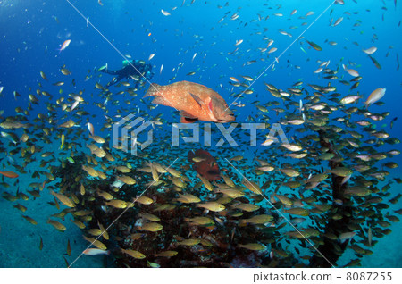 Zero war Zero war 8087255