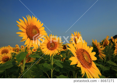 Sunflower 742 8087271