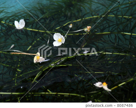 金魚藻類 金魚藻類 8087486