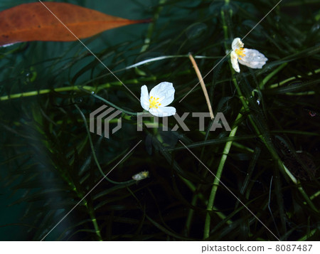 金魚藻類 金魚藻類 8087487