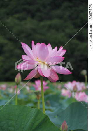 蓮花 蓮花 8087598