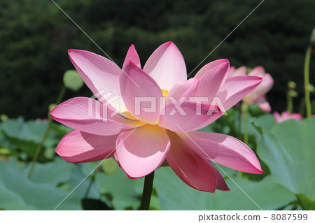 蓮花 蓮花 8087599