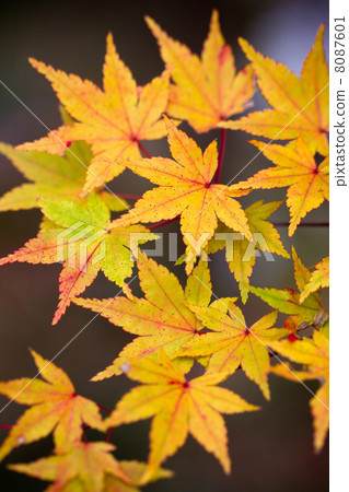 Odaseyama Coloring autumn leaves 8087601