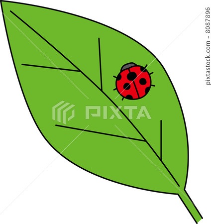 Ladybird 8087896