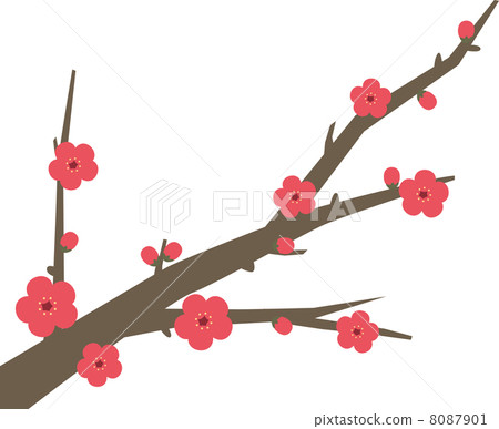 梅花 8087901