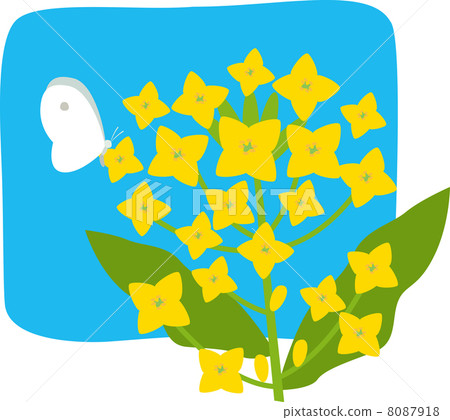 Rape flower and butterfly 8087918