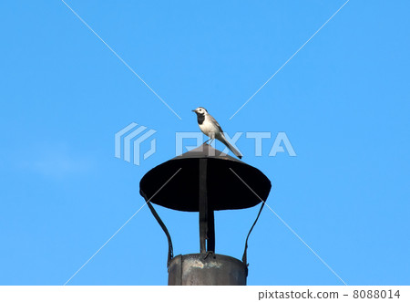 Pied Wagtail - Motacilla alba 8088014