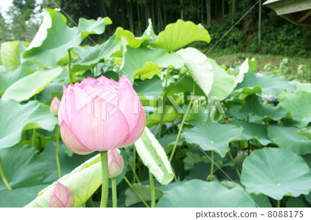 Ancient lotus lotus flower 8088175
